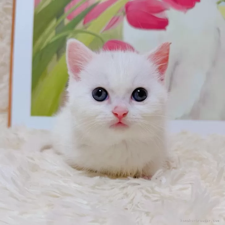 ID：2510-02217の子猫