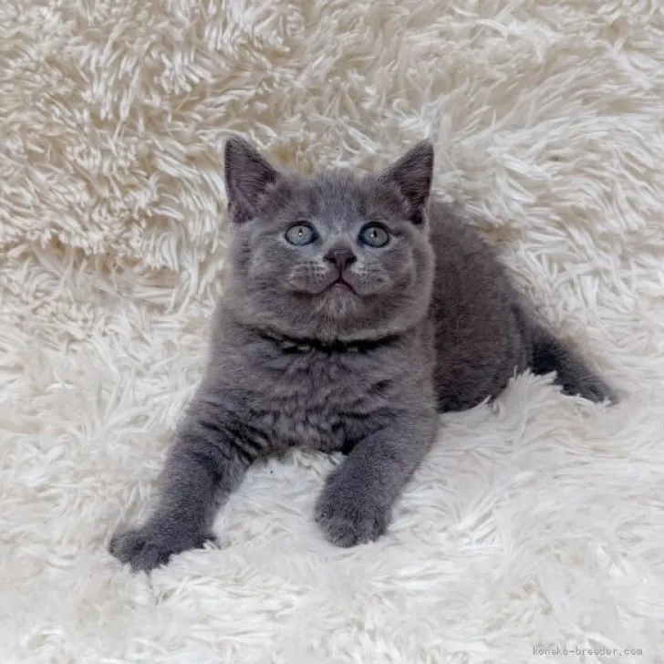 ID：2606-02725の子猫