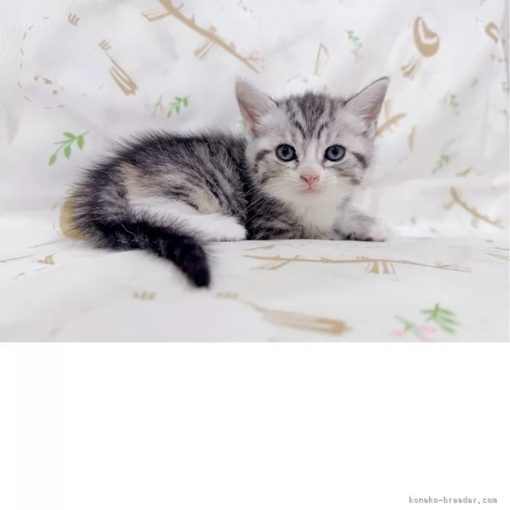 ID：2508-01313の子猫