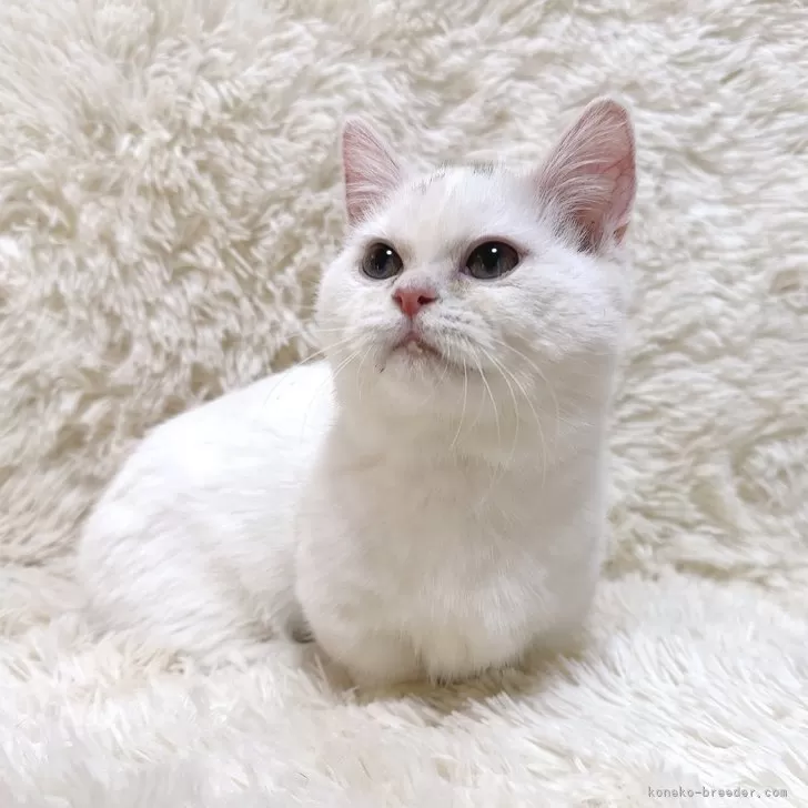 ID：2409-02359の子猫