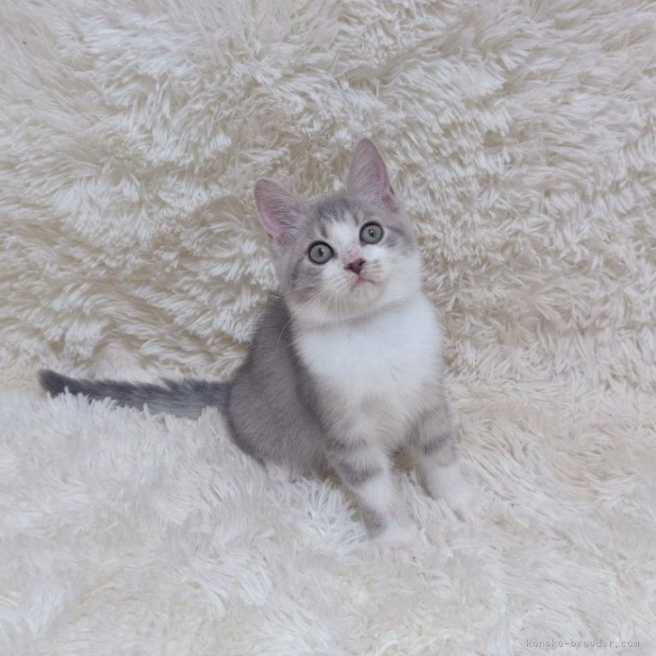 ブリーダー画像