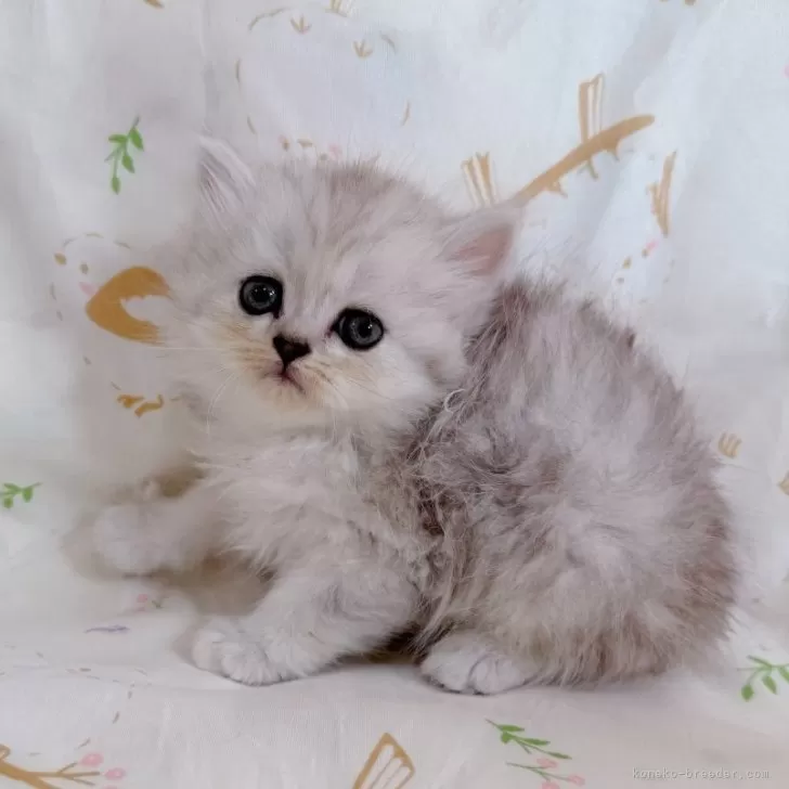 ミヌエット(長足)【千葉県・女の子・2025年8月5日・シルバータビー】の写真1