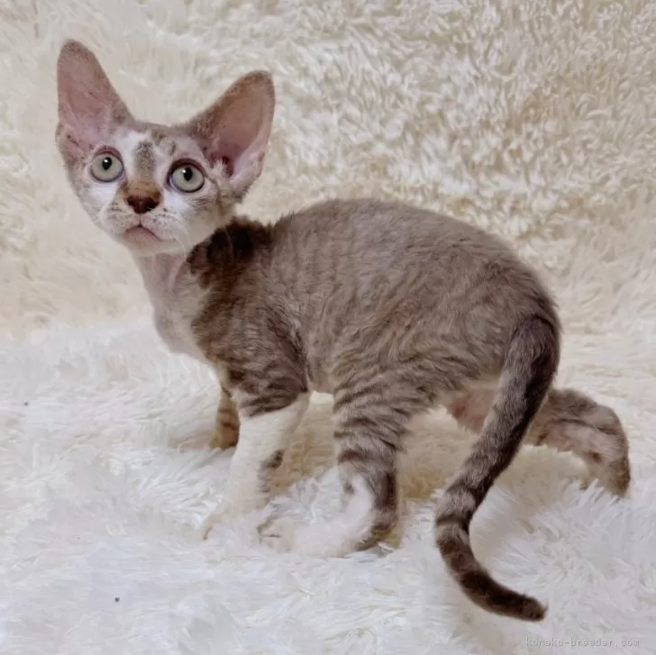 Y.S 様のお迎えした子猫