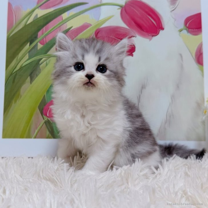 ブリーダー画像