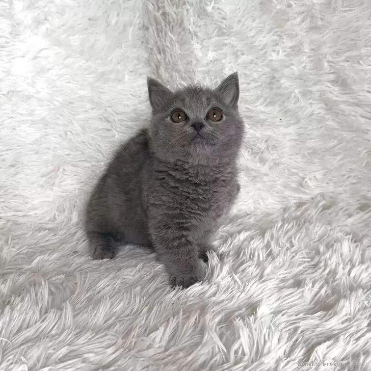 ID：2505-00713の子猫