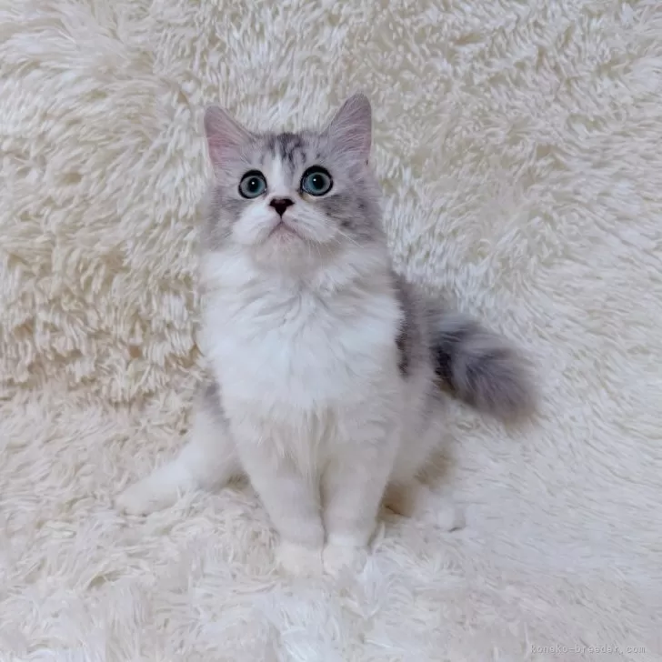 Y.K 様のお迎えした子猫