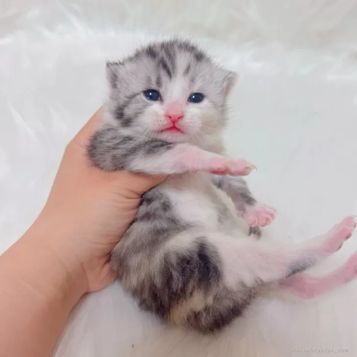 T.H 様のお迎えした子猫
