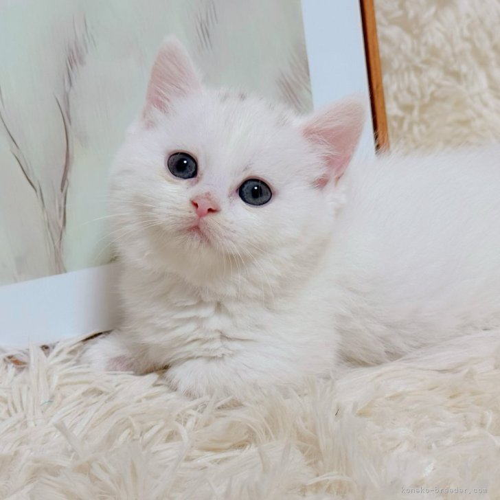 ブリーダー画像