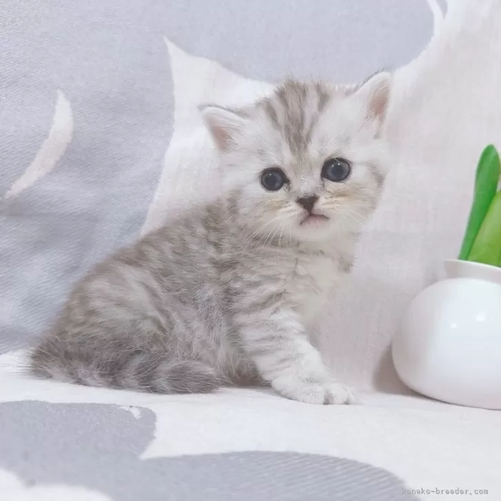 ID:2508-00022の子猫