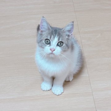 マンチカン(長足)【千葉県・男の子・2025年6月28日・ブルータビーホワイト】の写真「～ワクチン1回込み〜綺麗なハチワレの男の子👦」