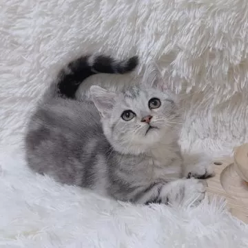 短毛シュシュ、スチームパンク(ダークグレー)わんちゃん猫ちゃん用 b344b485c1e3ff561891aaa18e212a