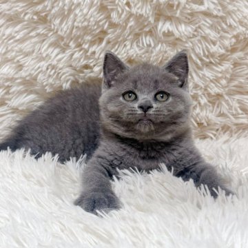 ブリティッシュショートヘア