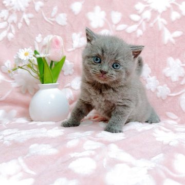 ブリティッシュショートヘア【千葉県・女の子・2025年5月10日・ブルー】の写真「すぐにゴロゴロ❤️」
