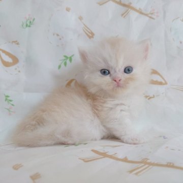 ミヌエット(短足)【千葉県・男の子・2025年8月5日・カメオ】の写真「珍しい毛色‼️綺麗な顔立ち❤️超短足！」