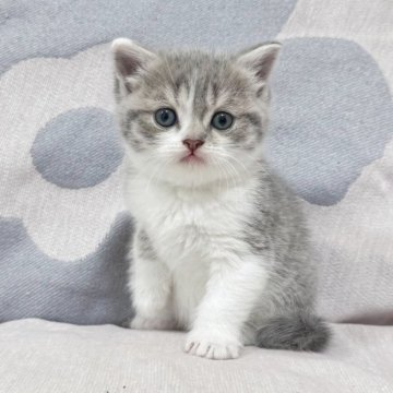 マンチカン(長足)【千葉県・女の子・2025年3月22日・ブルータビーホワイト（ショートヘア）】の写真「綺麗な顔立ちと完璧な性格❤️GW限定総価格」