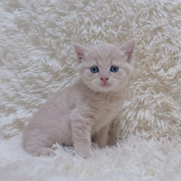 マンチカン(長足)【千葉県・男の子・2025年8月10日・クリームタビー】の写真「綺麗な色とお手手猫❤️」