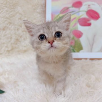 ブリティッシュショートヘア【千葉県・女の子・2025年8月8日・シルバータビー（ショート）】の写真「好奇心旺盛で、食いしん坊❣️」