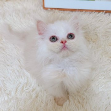 ミヌエット(短足)【千葉県・男の子・2025年8月5日・カメオ（ふわロングヘア）】の写真「珍しい毛色‼️綺麗な顔立ち❤️超短足！」