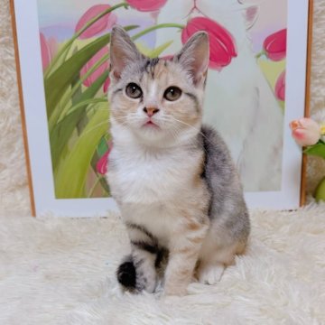 マンチカン(長足)【千葉県・女の子・2025年7月23日・キャリコ（ショート）】の写真「とてもフレンドリーの姉貴❣️」