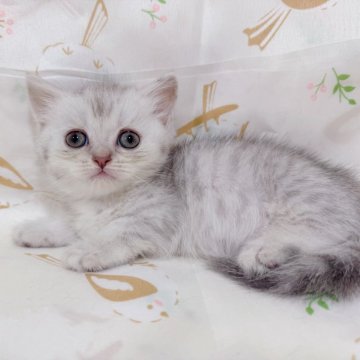 マンチカン(短足)【千葉県・女の子・2025年7月16日・シルバータビー】の写真「色薄めのシルバーちゃん❣️クリクリお目目がかわいい」