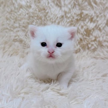 マンチカン(短足)【千葉県・男の子・2025年9月15日・ホワイト（ショート）】の写真「極短足の子❣️なんと珍しいオッドアイ❤️」