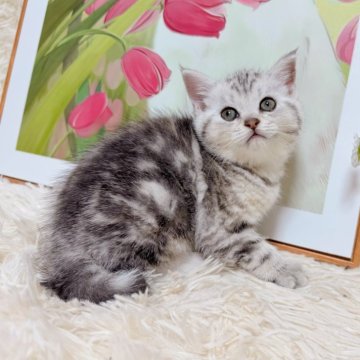 アメリカンショートヘア【千葉県・女の子・2025年9月15日・シルバータビー】の写真「一人っ子娘❣️好奇心旺盛でほやほや❤️」