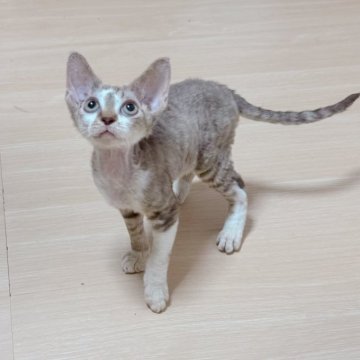 デボンレックス【千葉県・男の子・2025年6月27日・チョコタビーホワイト】の写真「❣️総価格❣️とってもカッコいい男の子👦」