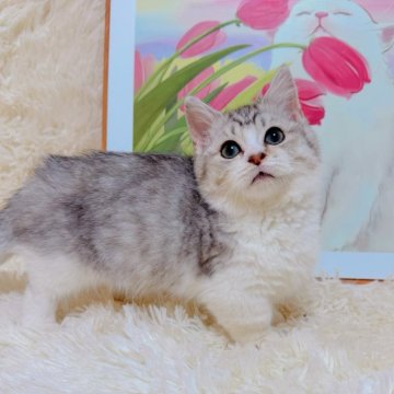 マンチカン【千葉県・男の子・2025年9月15日・シルバータビーホワイト（ふわショート）】の写真「綺麗なハチワレ短足君❤️鼻の色がとても特徴的❣️」