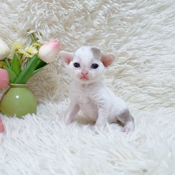 デボンレックス【千葉県・男の子・2025年6月27日・チョコタビーホワイト】の写真「４人兄弟の弟分❣️」