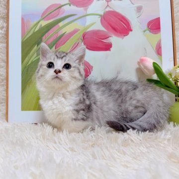 マンチカン(短足)【千葉県・男の子・2025年9月15日・シルバータビーホワイト（ふわショート）】の写真「綺麗なハチワレ短足君❤️鼻の色がとても特徴的❣️」