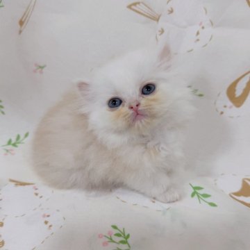 ミヌエット(短足)【千葉県・男の子・2025年8月5日・カメオ（ふわロングヘア）】の写真「珍しい毛色‼️綺麗な顔立ち❤️超短足！」