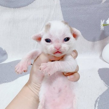 デボンレックス【千葉県・男の子・2025年6月27日・チョコタビーホワイト】の写真「特徴のある色で、性格はとっても優しい❤️」