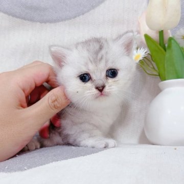 マンチカン(短足)【千葉県・女の子・2025年6月14日・シルバータビー（ふわふわショート）】の写真「頭がまん丸で、よちよちの体がかわいい🩷」