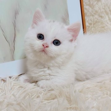 ミヌエット(短足)【千葉県・女の子・2025年9月15日・ホワイト&シルバー（ショート）】の写真「全身ほぼホワイト❤️キュンとした顔にベタ惚れ😃」