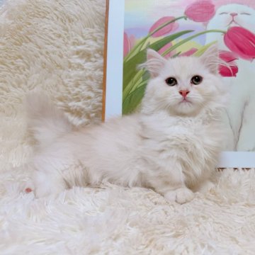 ミヌエット(短足)【千葉県・男の子・2025年8月5日・カメオ（ふわロングヘア）】の写真「珍しい毛色‼️綺麗な顔立ち❤️超短足！」