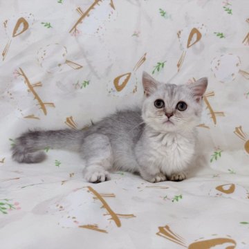 マンチカン(短足)【千葉県・女の子・2025年7月16日・シルバータビー】の写真「色薄めのシルバーちゃん❣️クリクリお目目がかわいい」