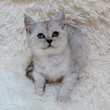 マンチカン(長足)