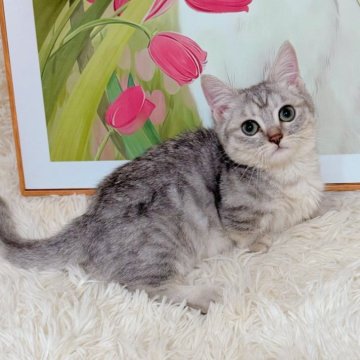 マンチカン【千葉県・男の子・2025年7月16日・シルバータビー】の写真「美味しいものに釣られる子😊」