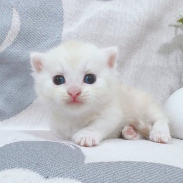 マンチカン(短足)【千葉県・男の子・2025年7月16日・クリームカメオタビー】の写真「綺麗なカメオ色❣️短足にしては丈夫な体❣️」