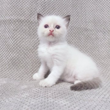 ラグドール【千葉県・男の子・2025年6月23日・シールポイントバイカラー】の写真「特徴のある顔で、性格めちゃくちゃ良い❣️」