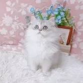 ブリティッシュロングヘア