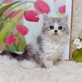 ミヌエット(長足)