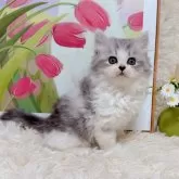 ミヌエット(長足)