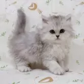 ミヌエット(長足)