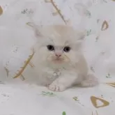 ミヌエット(短足)