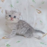 ブリティッシュショートヘア