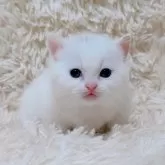 マンチカン(短足)