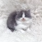ブリティッシュロングヘア