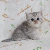 ブリティッシュショートヘア
