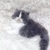 ブリティッシュロングヘア